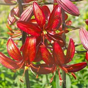 Mahogany Bells -  inflorescense